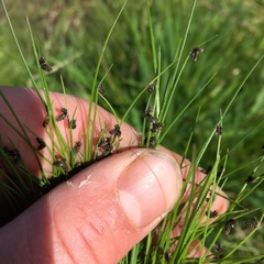 Isolepis sepulcralis