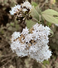 Stevia ovata