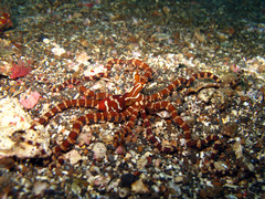 Wunderpus photogenicus