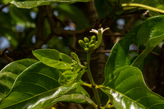 Morinda lucida