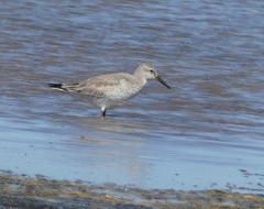 Calidris canutus