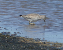 Calidris canutus