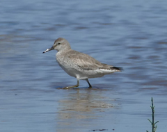 Calidris canutus