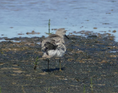 Calidris canutus