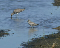 Calidris canutus