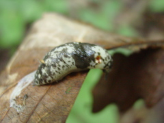 Philomycus sellatus