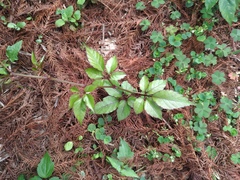 Causonis corniculata