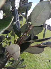 Feijoa sellowiana