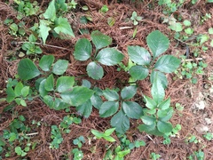 Causonis corniculata