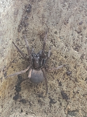 Uliodon albopunctatus