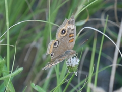 Junonia neildi varia