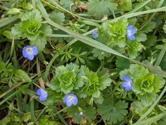 Veronica persica