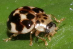Psyllobora vigintimaculata