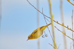 Phylloscopus trochilus