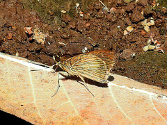 Vehilius stictomenes