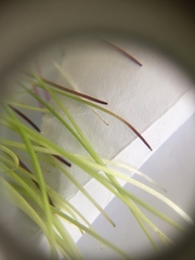 Isolepis sepulcralis