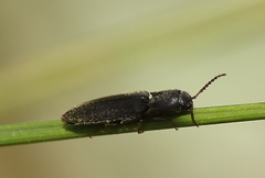 Agriotes gallicus