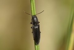 Agriotes gallicus