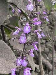 Salvia carnea