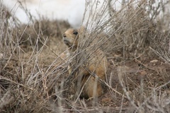 Cynomys parvidens