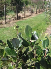 Feijoa sellowiana