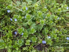 Veronica persica