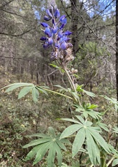 Lupinus montanus