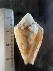 Conus regius