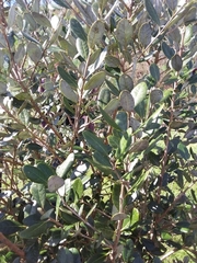 Feijoa sellowiana