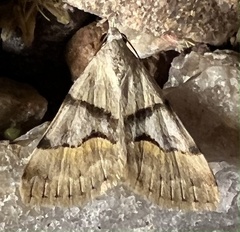 Hemeroplanis incusalis