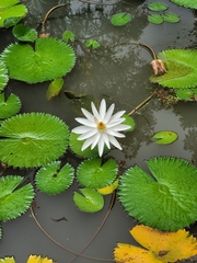 Nymphaea