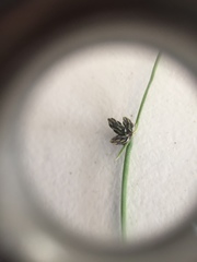 Isolepis sepulcralis