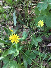 Ranunculus californicus