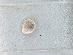 Polygyra