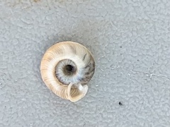 Polygyra