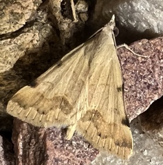 Hemeroplanis incusalis