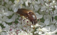 Agriotes sputator