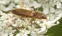 Agriotes sputator