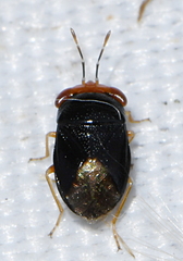 Geocoris erythrocephalus