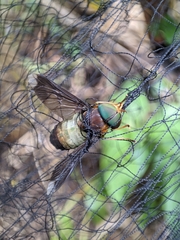 Phaeotabanus limpidapex