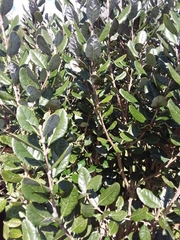 Feijoa sellowiana
