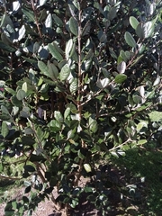 Feijoa sellowiana