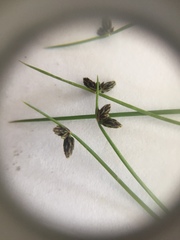 Isolepis sepulcralis