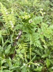 Valeriana chaerophylloides