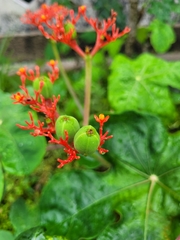 Jatropha podagrica