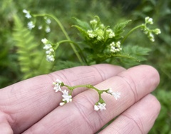 Valeriana chaerophylloides