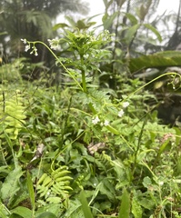 Valeriana chaerophylloides