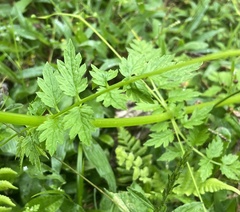 Valeriana chaerophylloides