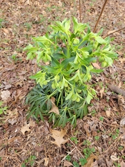 Helleborus foetidus