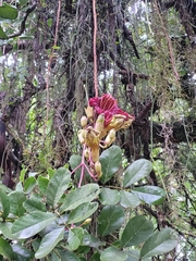Kigelia